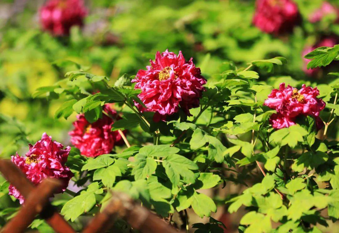 曲二|【居民投稿】牡丹盛开竞峥嵘——中山公园牡丹花美图赏