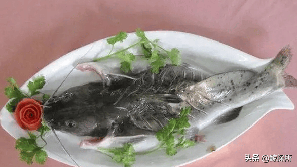 有毒的"淡水鱼王":曾被卖到8000元一条,如今却吓退无数钓鱼佬