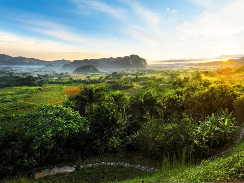从古巴首都哈瓦那向西150多公里是云尼斯山谷,一排排绿色山峦和美到