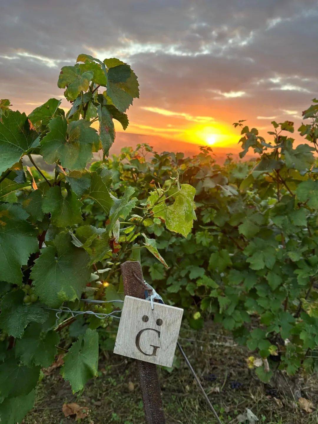2024 展商介绍|champagne henri giraud_酒庄_亨利·吉罗_特级