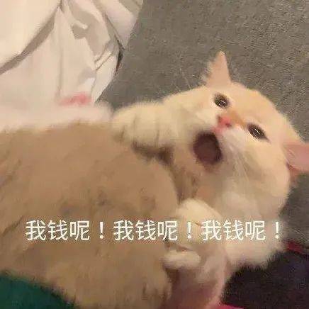 你嘴有味丨第990期喵表情包
