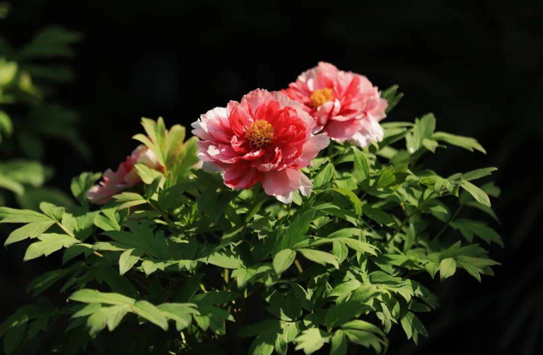 曲二|【居民投稿】牡丹盛开竞峥嵘——中山公园牡丹花美图赏