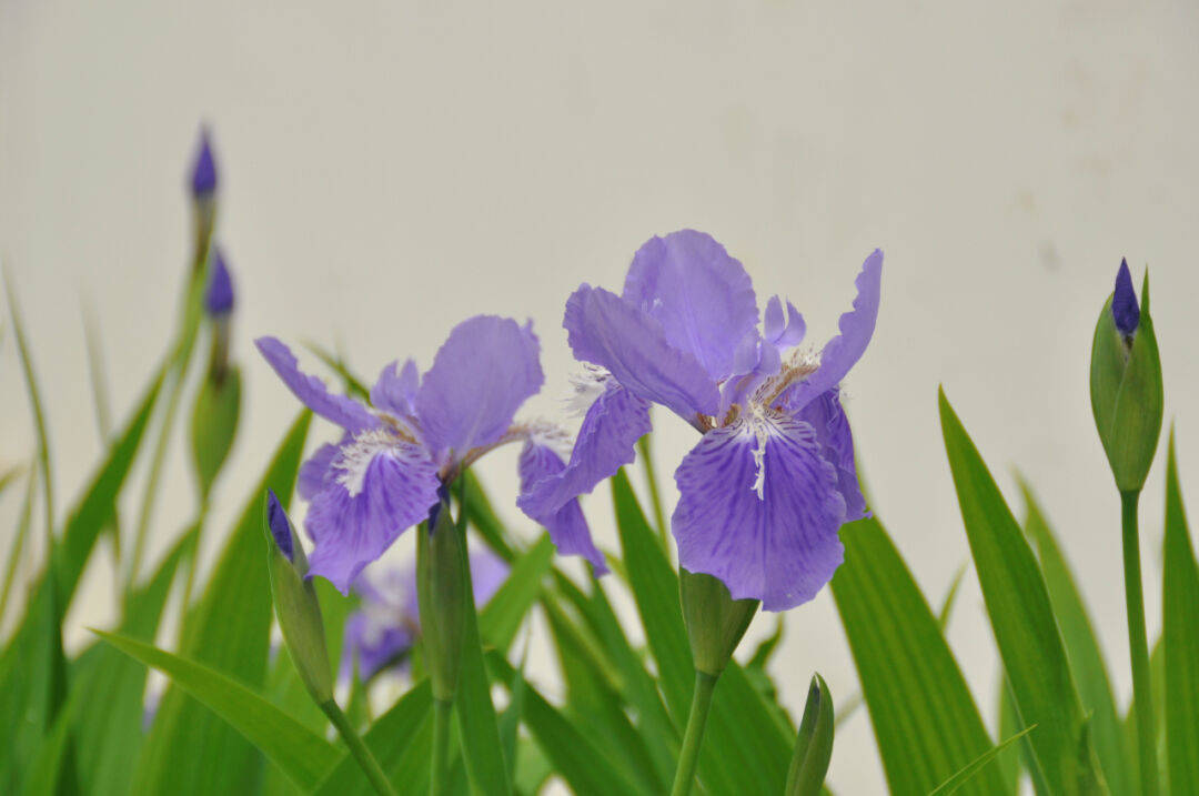 青浦环城水系公园丨送给你暮春到初夏的"繁花",来收图