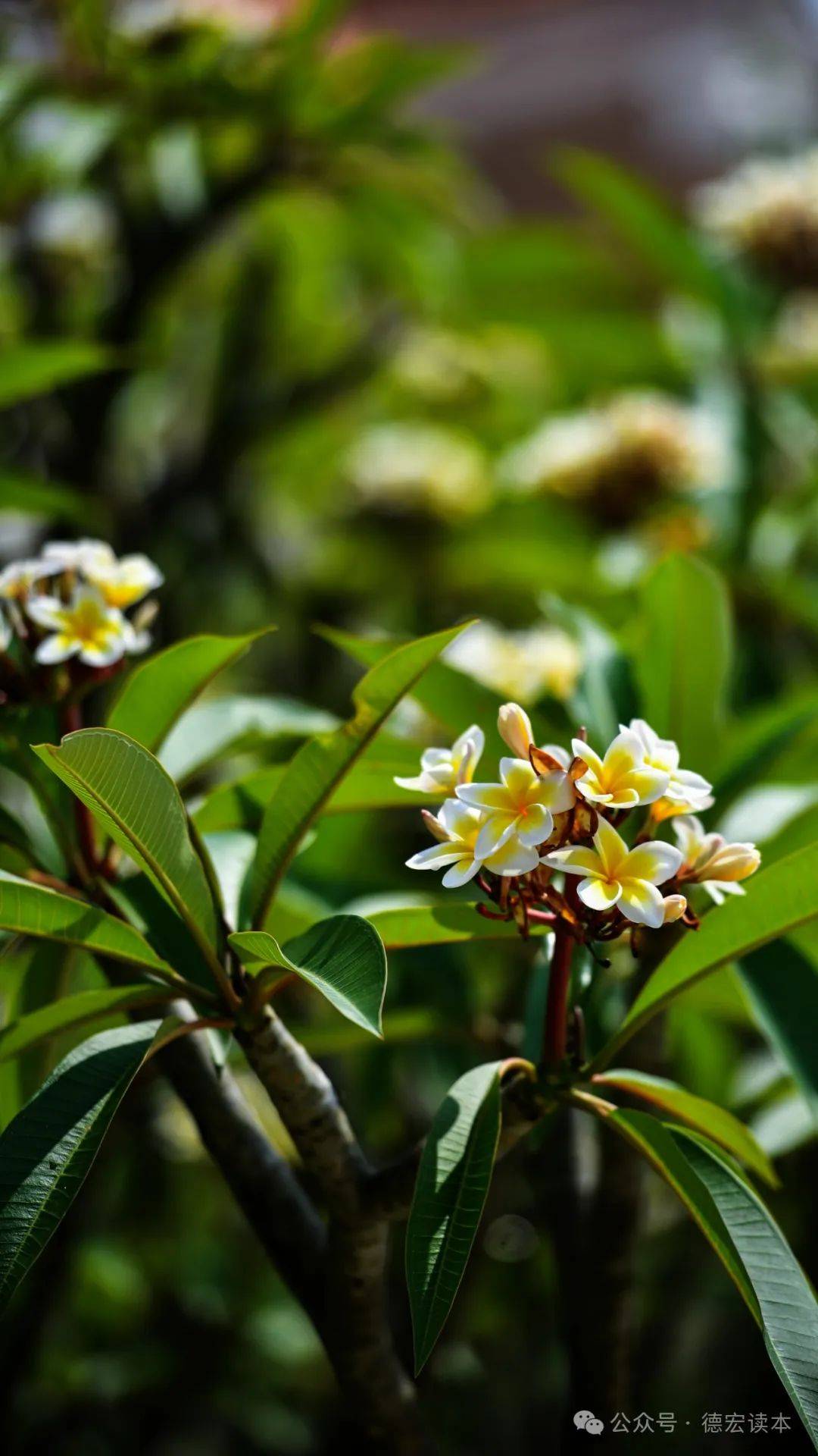 芒市,漫步街头赏鸡蛋花