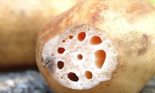 夏天莲藕就是个宝要多吃,对健康有6个好处不得不知_减肥_功效_维生素