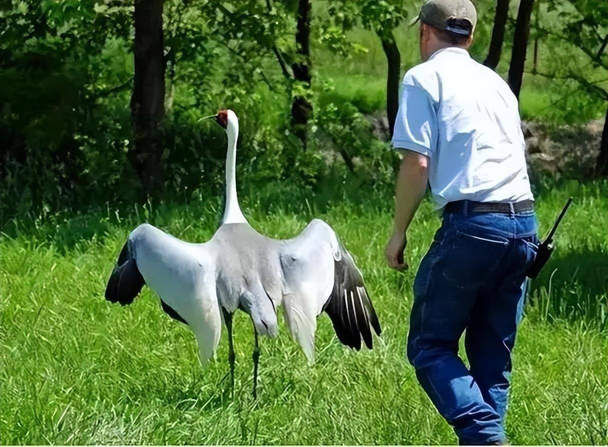 白枕鹤连杀两任"丈夫",爱上美国饲养员,一人一鹤终成"夫妻"