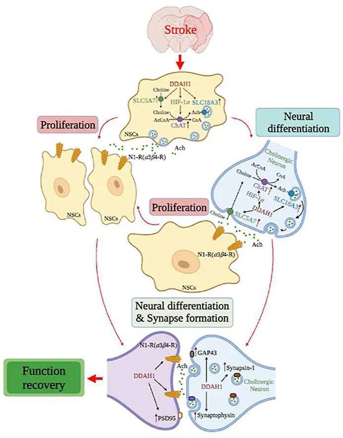 bispecificantibodydrugconjugatesmaking1 1>2693_886竖版 竖屏