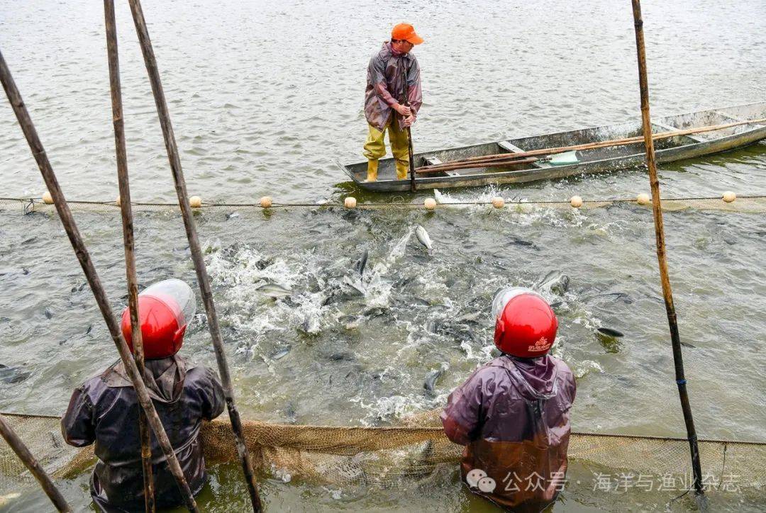奋战"百千万"系列报道 | 佛山市江义村:养鱼致富迎"万金"鱼塘