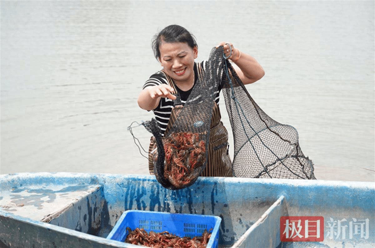 武汉江夏金水万余亩小龙虾热销上市