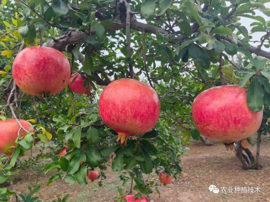 石榴园初夏如何管理?