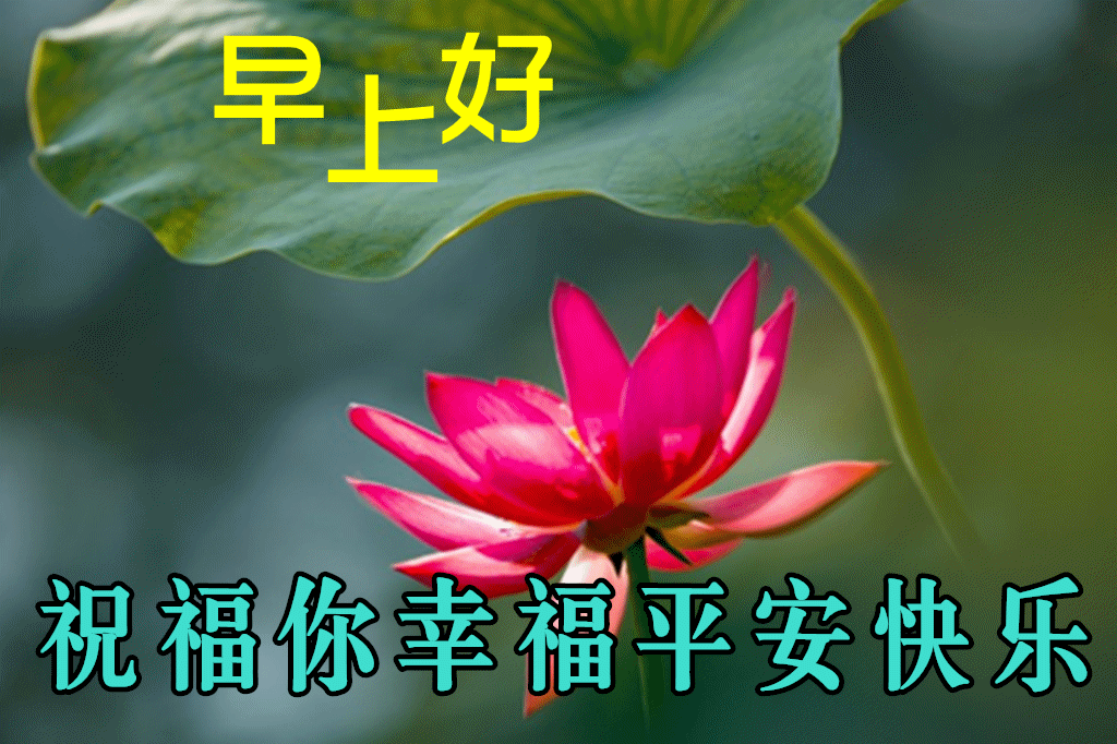 675月11日最漂亮早上好动态表情图片及动图美图大全,摄人魂魄的动态