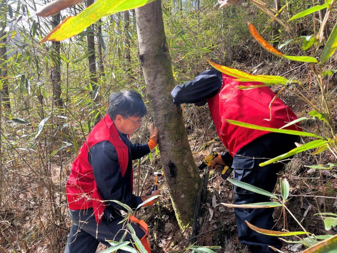 省汉西林业局开展松材线虫病防控工作