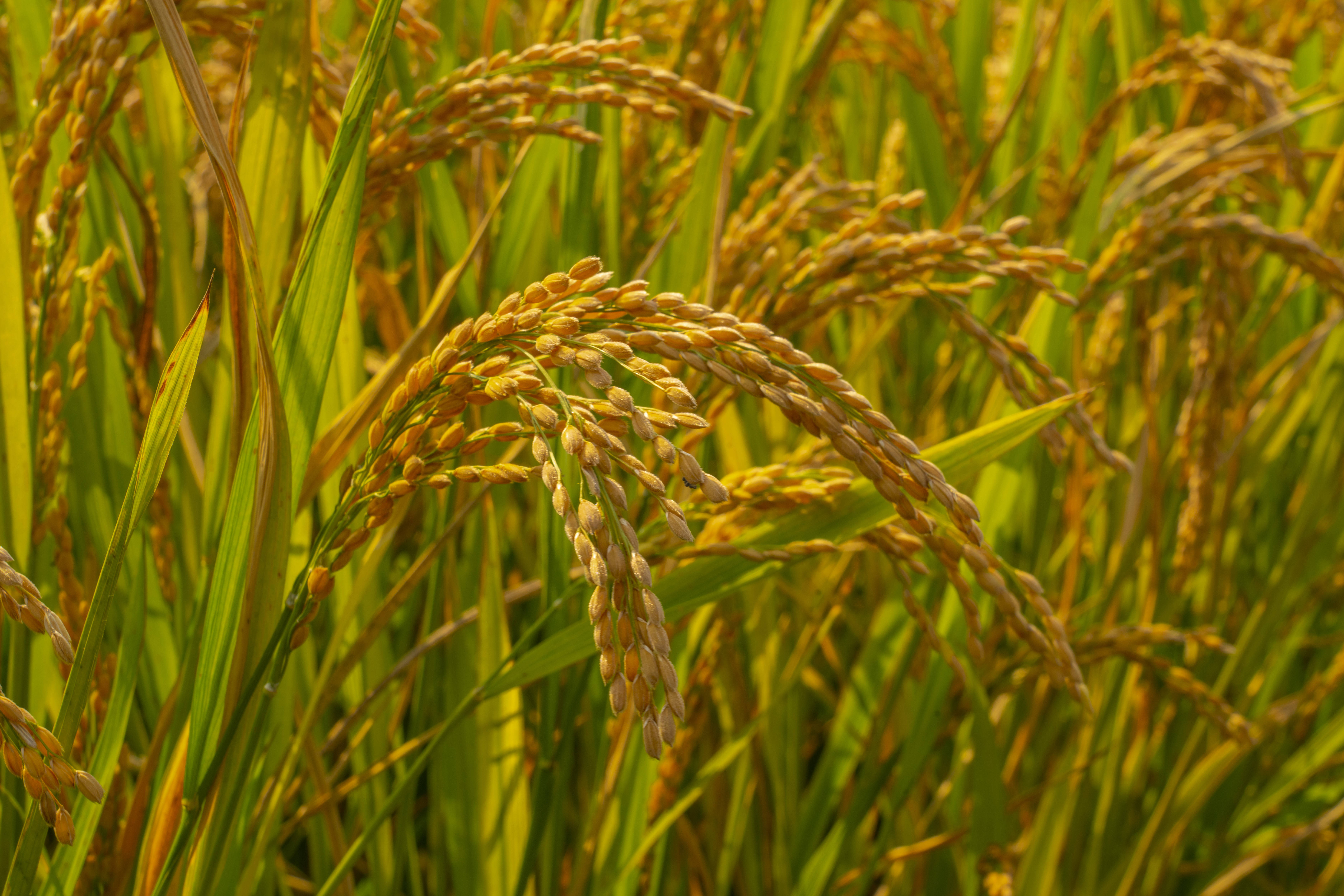 牡育稻42品种简介图片