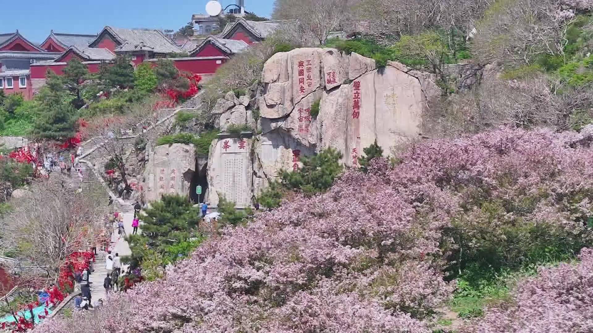 泰山风景春天图片