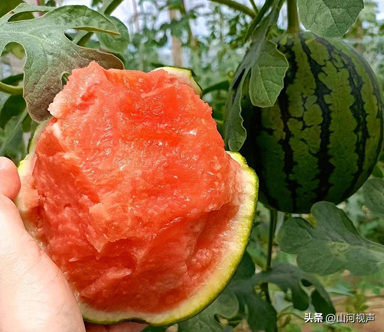 冀南新区 | 小西瓜铺就 " 甜蜜 " 致富路