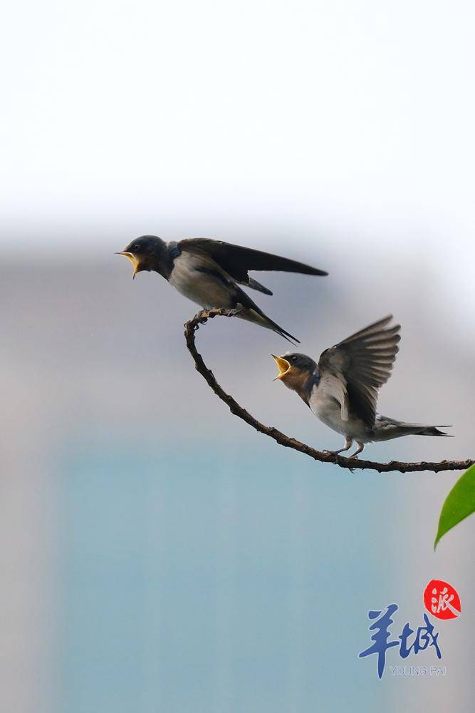 燕子衔食图片