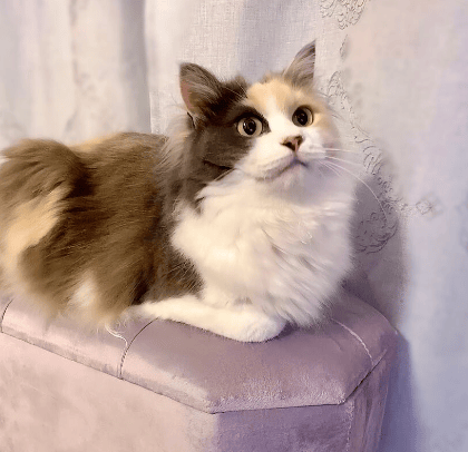 咱就是说,三花猫真的是潜力股,也太好看啦~原来