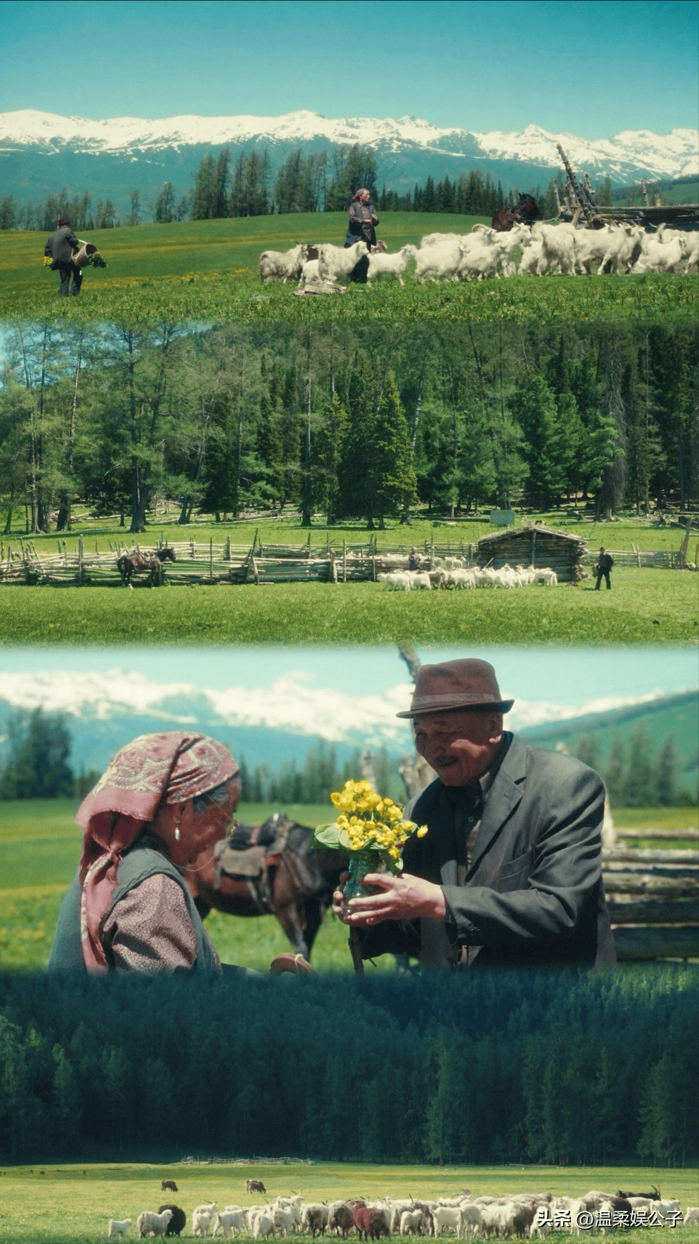 在阿勒泰的世界,草原,花海,松林,溪水,耀眼的太阳和大雨,远山雪顶尽收