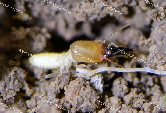 请关好门窗_白蚁_常州_服务