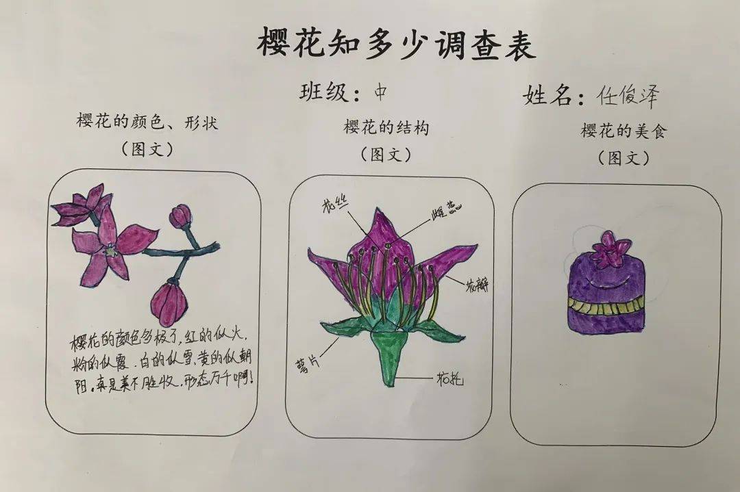赏花更要懂花,你们知道樱花的秘密吗?外面下樱花