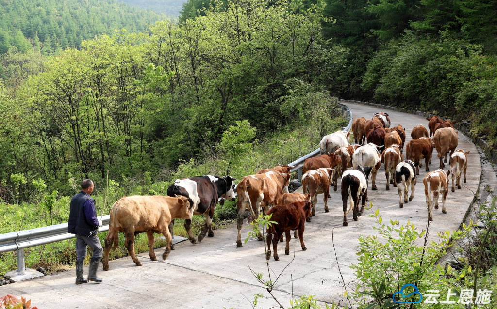 组图 | 建始:高山天然牧场 牛群的快乐天堂