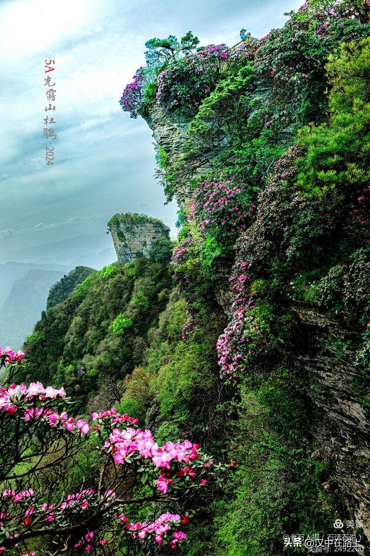 光雾山初夏时节,杜鹃在沐风的滋养中,漫山遍野的开放,成为香炉山最美