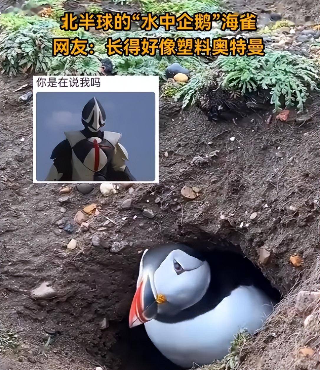 和奥特曼脸一样的"贪心鸟",当别的鸟1口1条时,它一口捉60条鱼