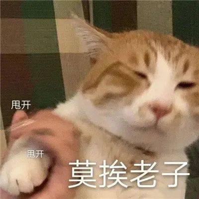 莫挨老子丨第993期喵表情包