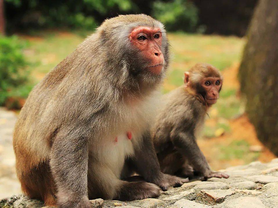 5.19中国旅游日——与您探秘"国宝华南虎的故乡"·梅花山