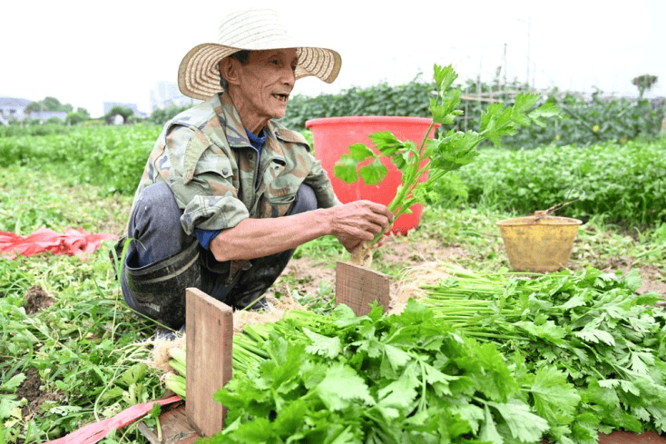 湖南麻阳:辣椒丰收采摘忙 田间地头笑声浓