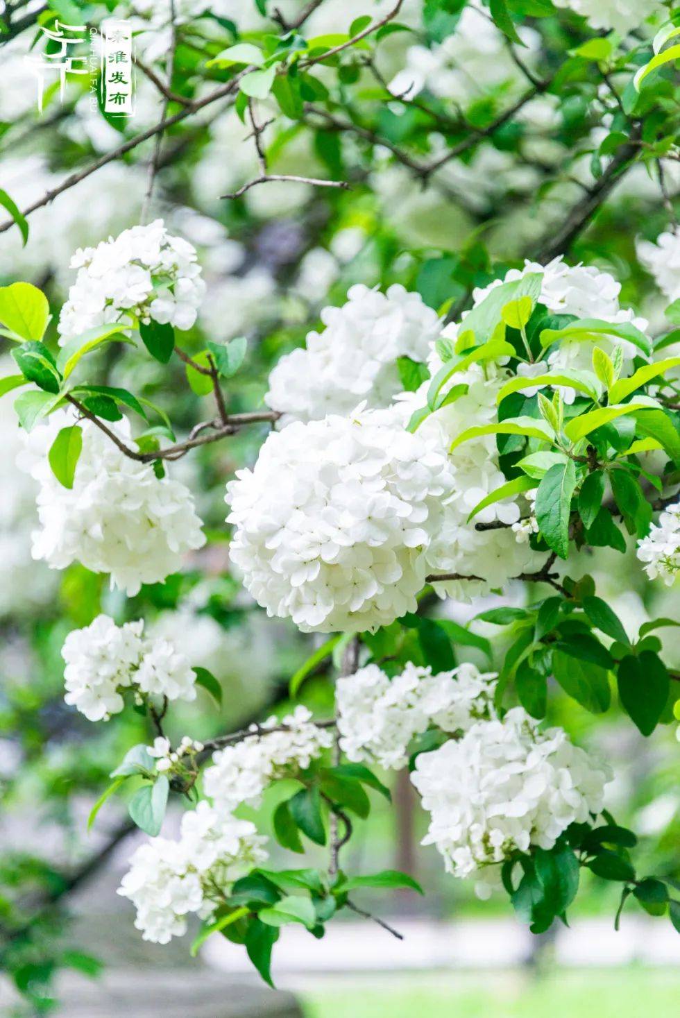 名绣球花又称八仙花绣球花迎来高光时刻午朝门公园内天气渐热关注我们