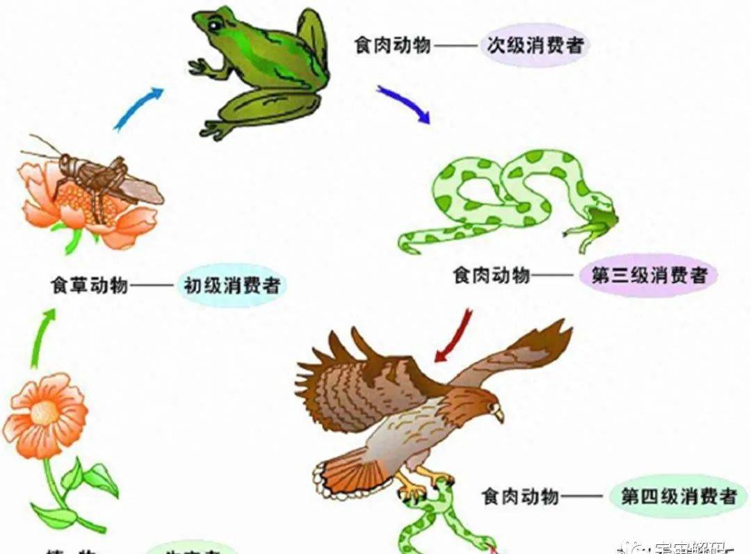 你以为恐龙曾称霸地球?其实在恐龙时代,仍然有动物以恐龙为食