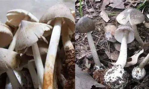 2死51人中毒!原来是这个环节出错