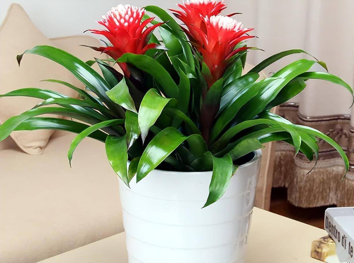 光线明亮的地方养护,不适宜暴晒,所以它是特别适合室内养护的一款植物