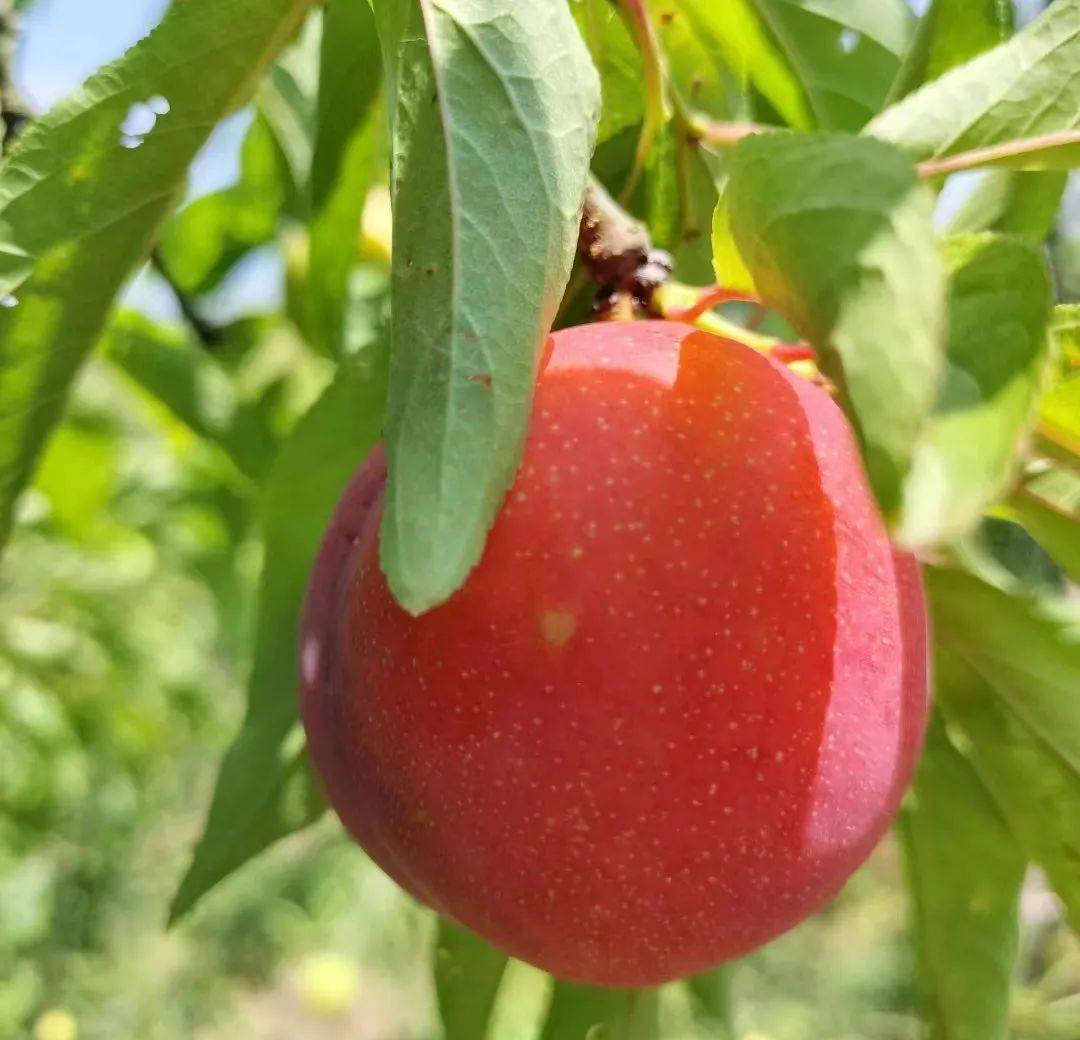 这个五月,糖分有点高!