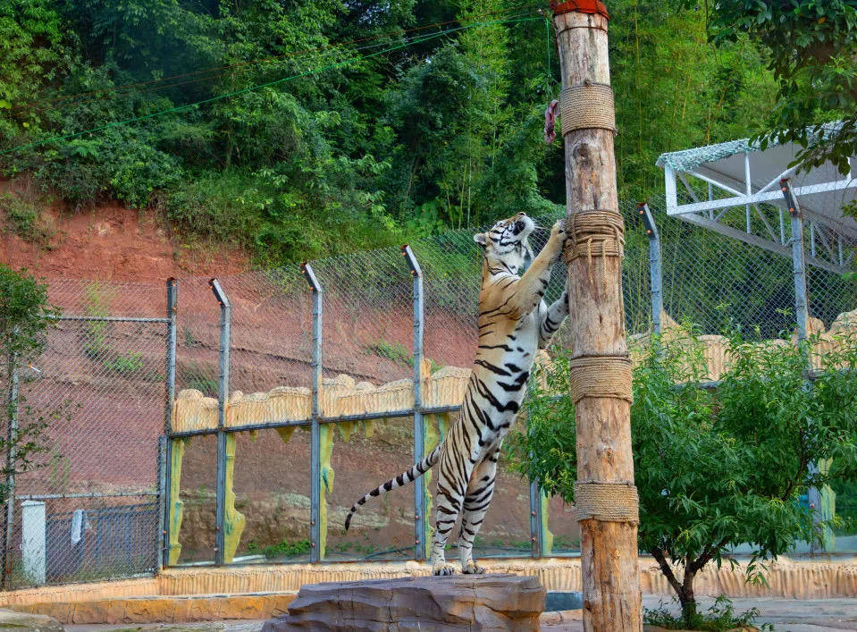 宜宾一动物园给幼虎戴嘴套与游客合影 官方:属不当行为,整改!