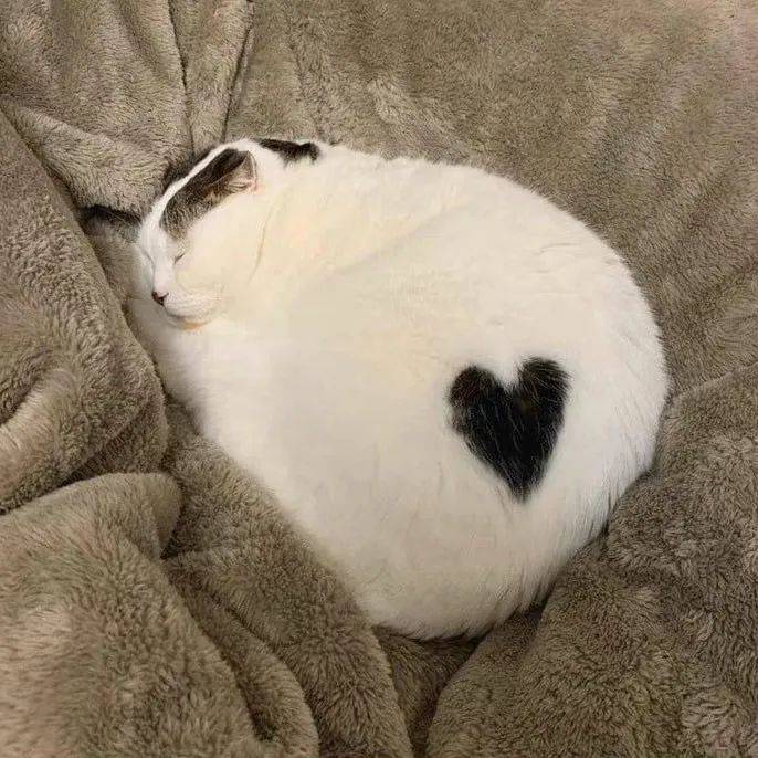 壁纸 动物 狗 狗狗 686_686