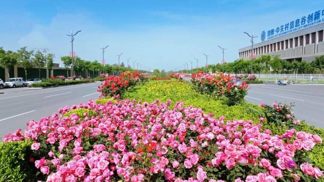 邯郸冀南新区 | 五月花香浓 处处皆风景