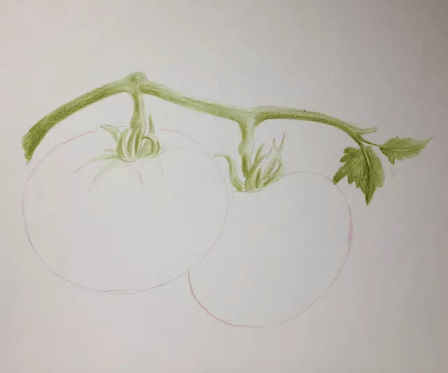 彩铅画西红柿