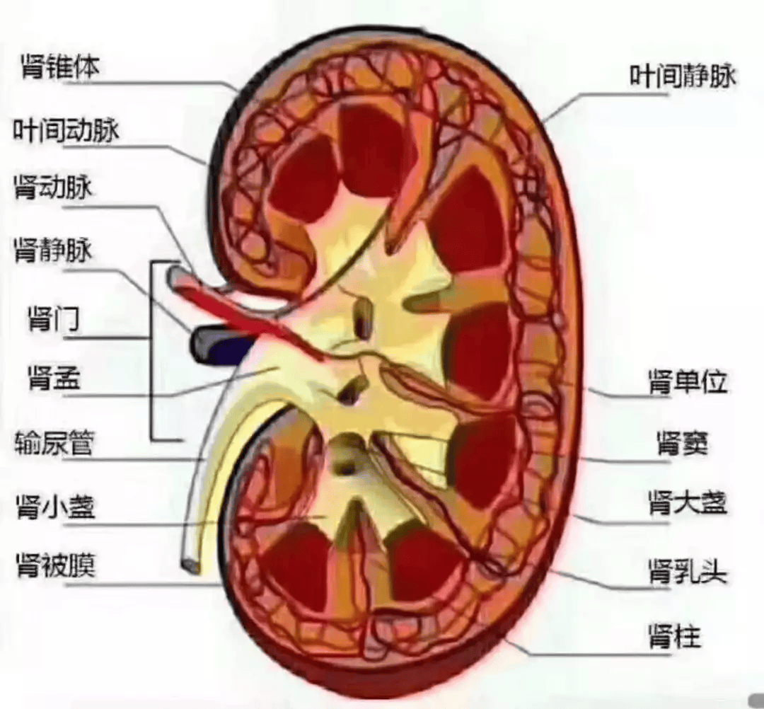 肾虚怎么判断?