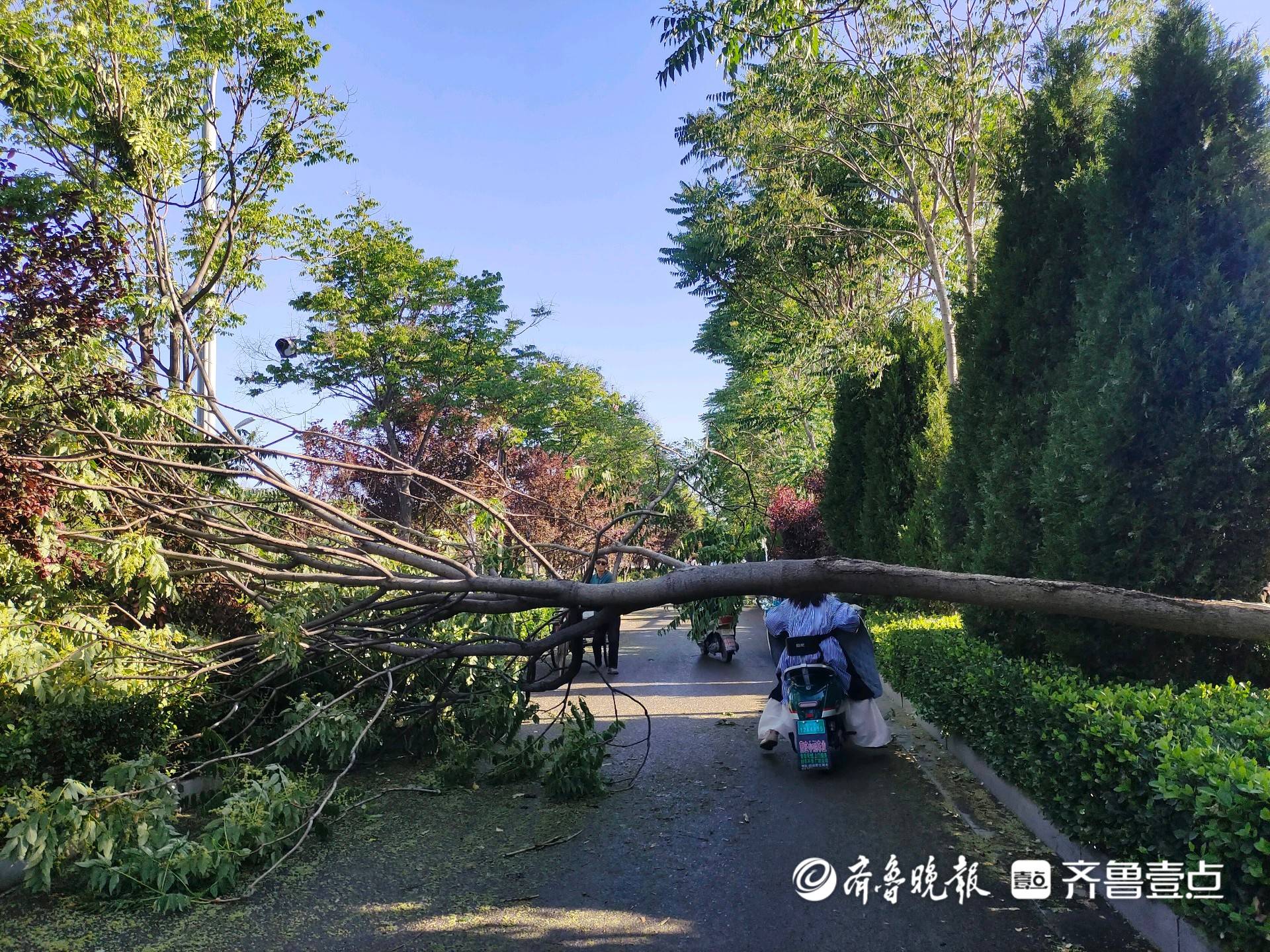 泰安温泉路一碗口粗大树被刮断,市民