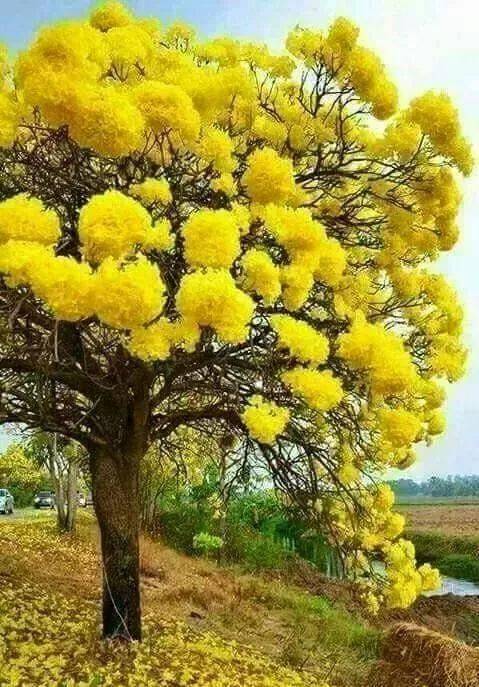 带你看看,什么叫一树花开?美极了!