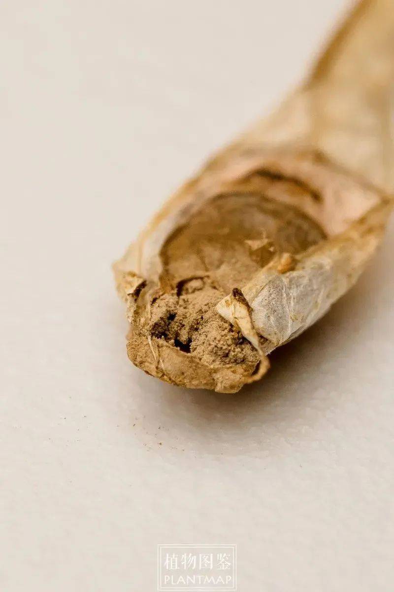 余杭发现两种新"韭菜",别误割!