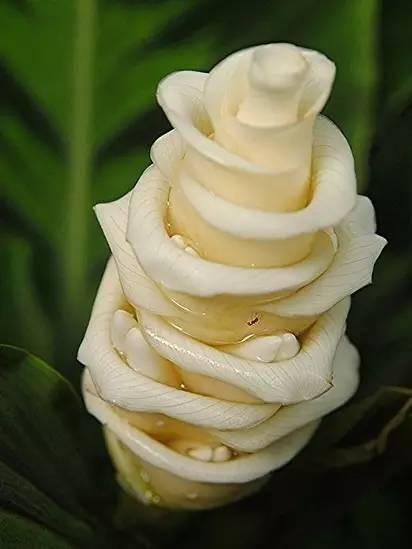 大搜集丨自然界神奇的植物!