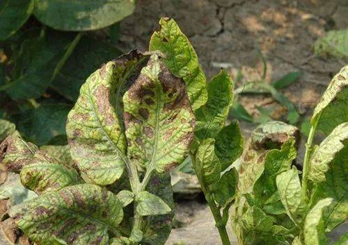 这个药真菌,细菌,病毒等病害全治,被称为"天下第一铜"