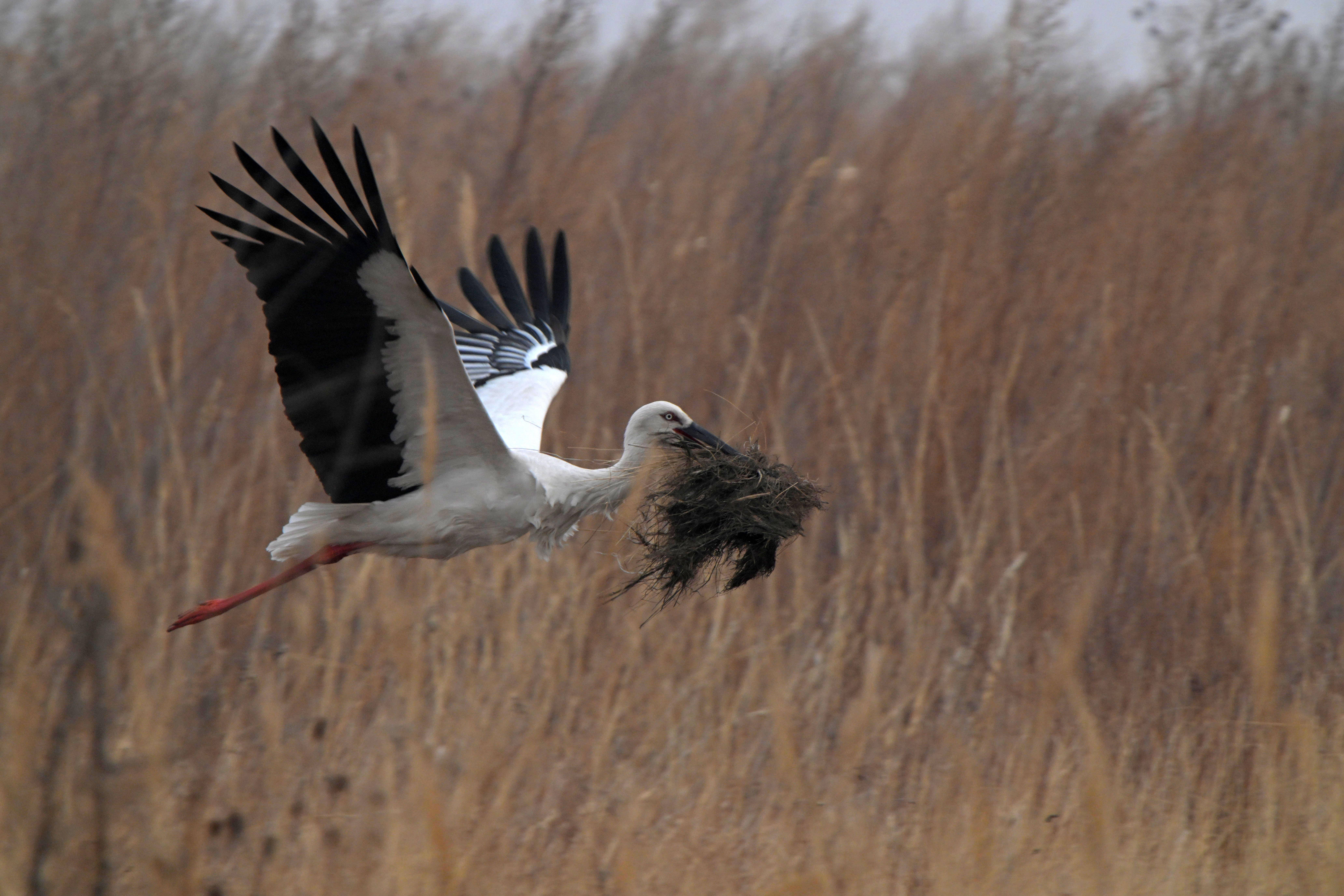 东方白鹳"夫妇"的扎龙爱情故事