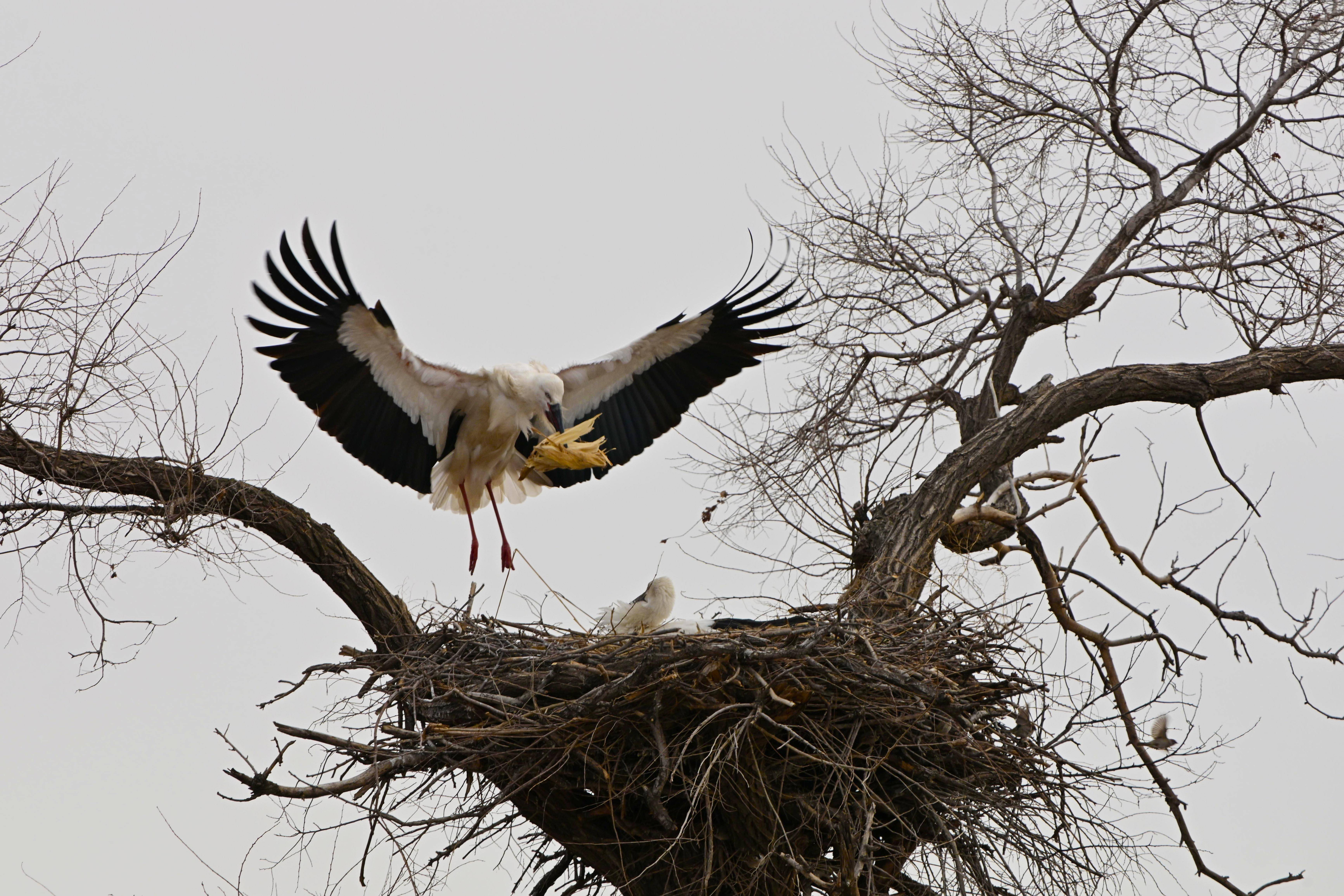 东方白鹳"夫妇"的扎龙爱情故事
