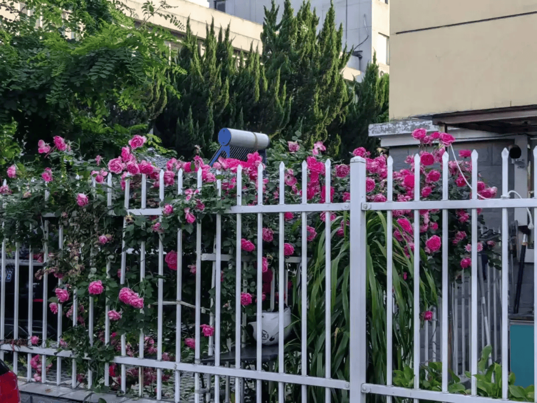 仪征这些小区突然就火了._花海_花园_市民