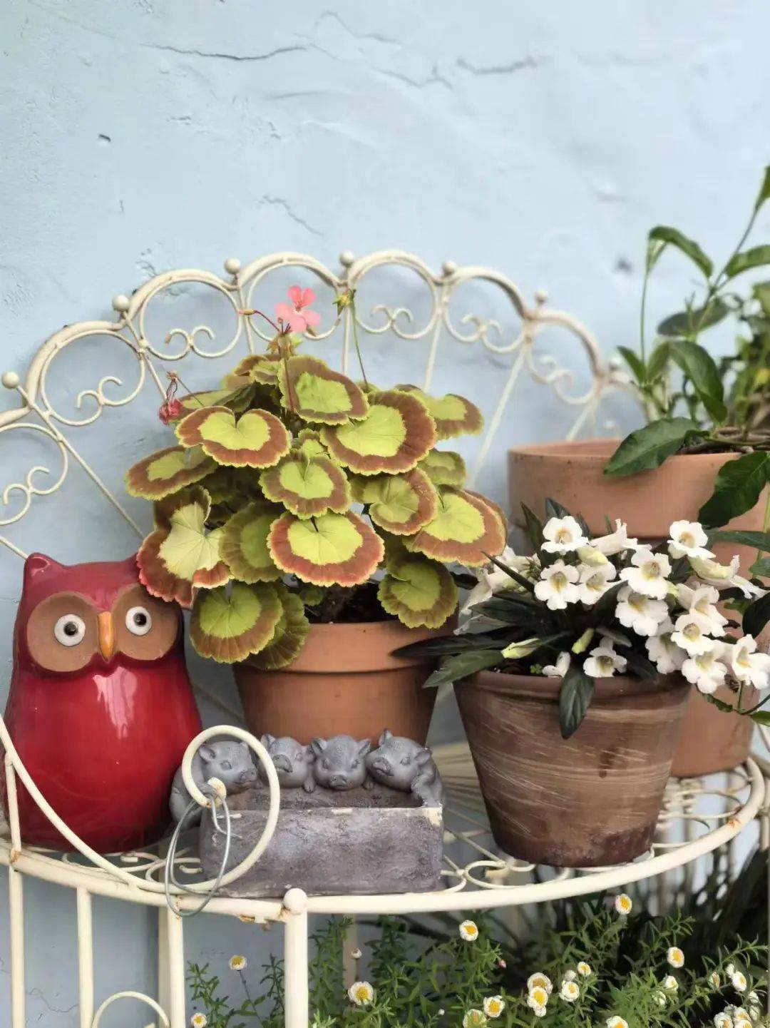 了改造花园的初衷,希望以后能和孩子一起种植蔬菜瓜果,喂喂小动物们