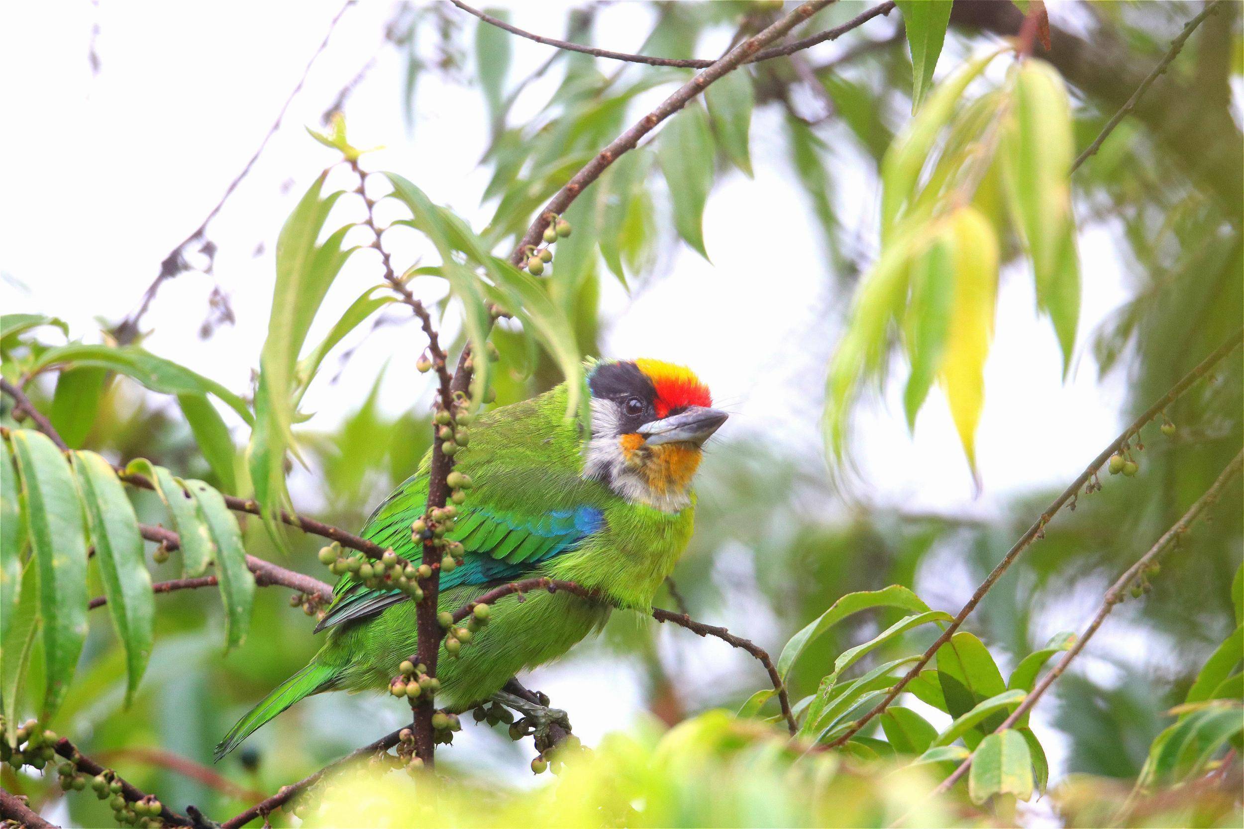 小黑山奇遇 | 金喉拟啄木鸟:绿林中的"撵山狗"